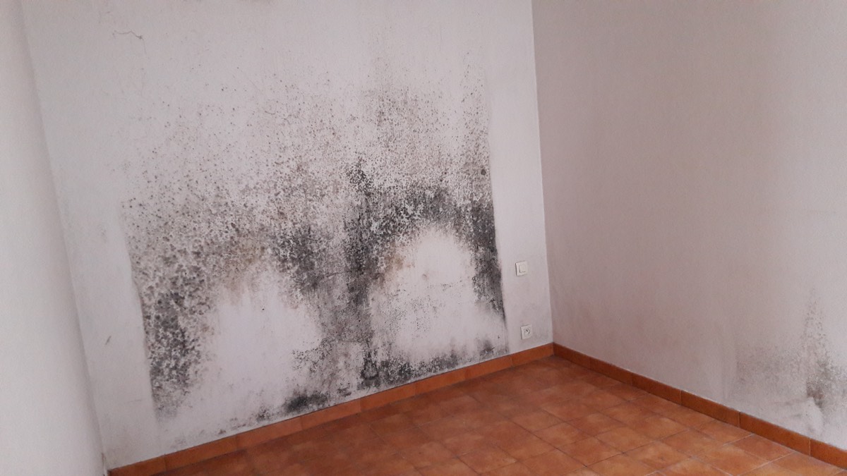 Moisissures - Expertise humidité à Saint-Quentin
